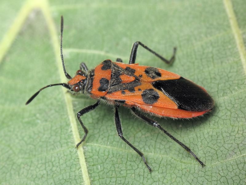 Corizus hyoscyami (Linnaeus, 1758)